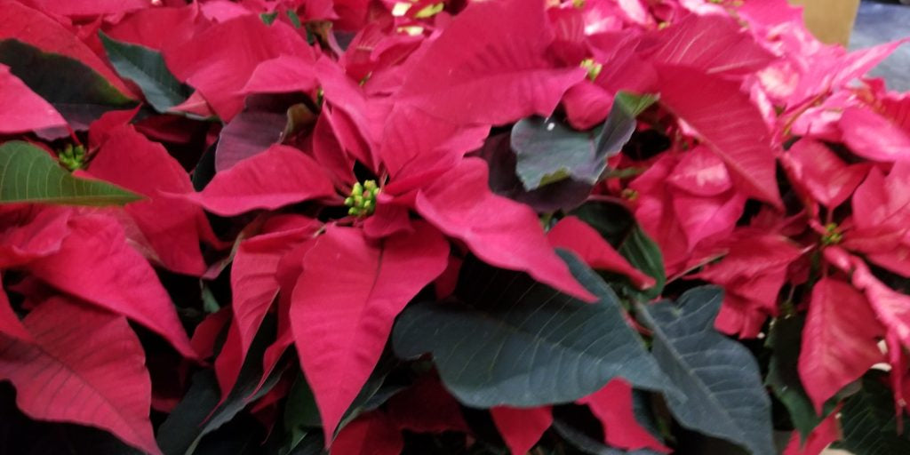 Poinsettia: The Flower of Christmas - Master's Hand Candles