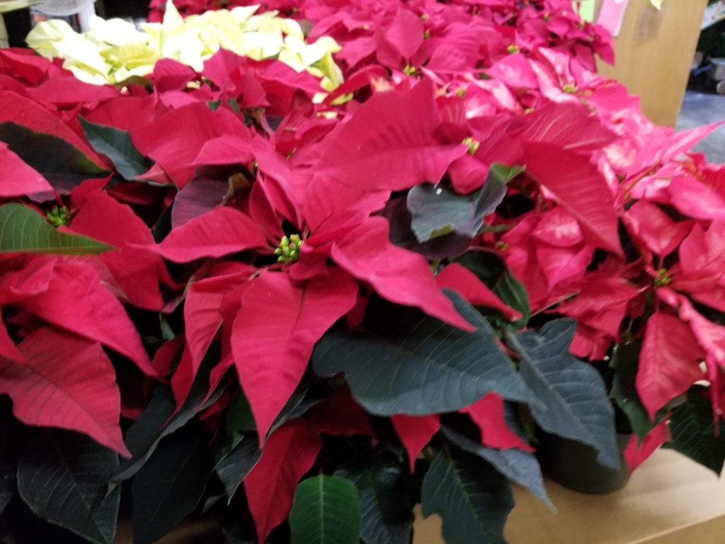 Poinsettia: The Flower of Christmas - Master's Hand Candles