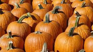 The Great American Pumpkin Palooza at Master’s Hand-October 19, 2024