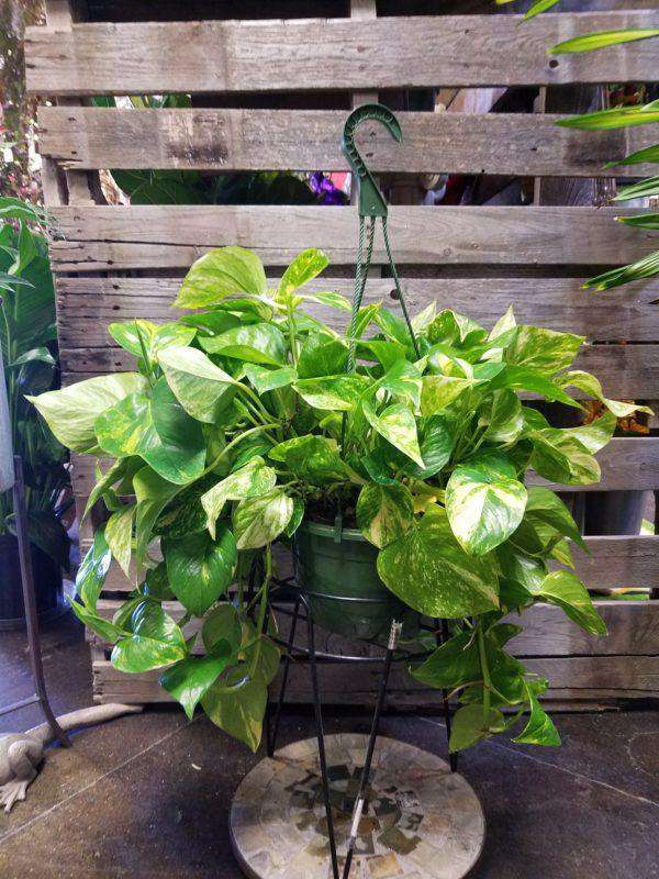 Varigated Pothos